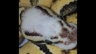 Pastel Super Vanilla Ball Python 1100 grams