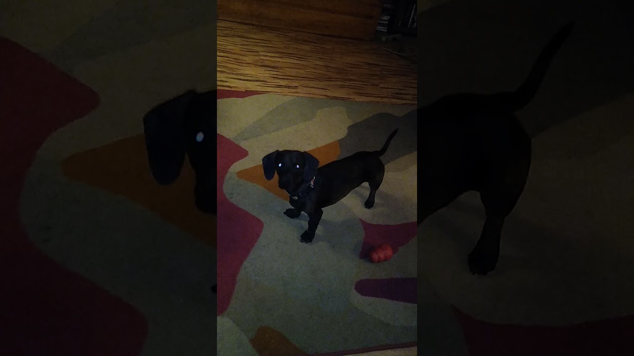 Doxie chasing the laser