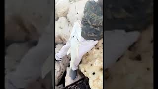صيد شعوم عريضي كاستنق علي سوفت بستخدام الجق هد صيد محل اسياف البحار screenshot 1