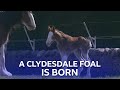 A baby clydesdale horse is born  this farming life  bbc scotland