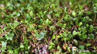 🌱 Kidney Beans growth 4K time-lapse | Exterior view