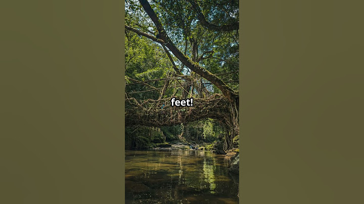 Nature’s Incredible Engineering 🌿 The Living Bridges of Meghalaya #livingbridge #naturewonders