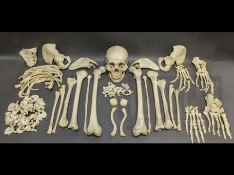 عدد عظام جسم الإنسان البالغ