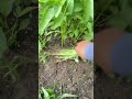 Panen bayam malaysia🌱🤩#farming#gardening#gardeninglife#harvesttime#fyp