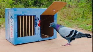 How To Make Bird Trap With Cardboard || How To Make Bird Trap || कबूतर कैसे पकड़ते हैं |@yhfuture