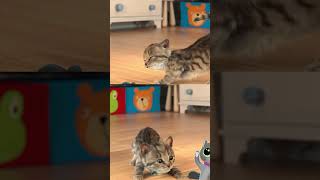 MY FAVORTE LITTLE KITTEN ADVENTURE 😻 Cat Story 😻