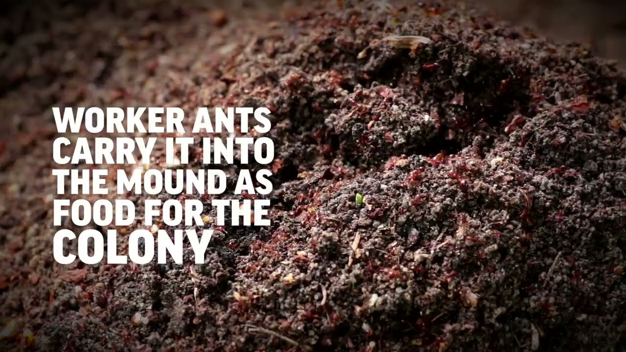 Amdro® Fire Ant Killer for Lawns
