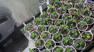 Diy earth box organic garden Garry Payton California couch lock #earthbox #promix #migro