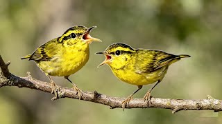 Masteran cikrak daun gacor / burung pare pare gacor 