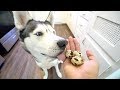 My husky eats 3 quail eggs