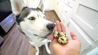 My husky gohan eats 3 quail eggs as a snack! he loves these! gohan’s
merch: https://teespring.com/stores/gohan-the-husky things/items i use
for gohan: https:...
