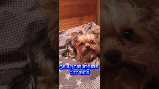 #afinka #dog #shorts мы вернулись
