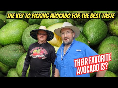 Avocados The World's Best Fruit Stand Grow and Sell