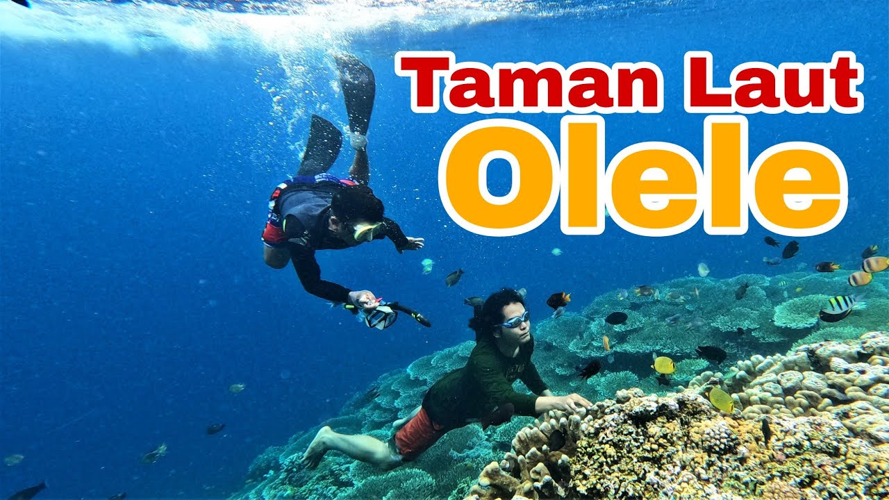 Olele Snorkeling di Taman Laut Olele, Teluk Tomini - YouTube