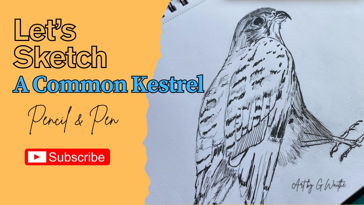 How to sketch a predatory bird (common kestrel)
