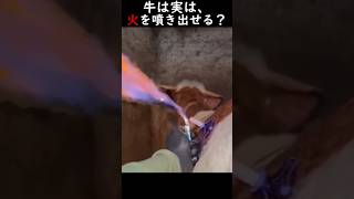 牛は実は、火を噴き出せる?
