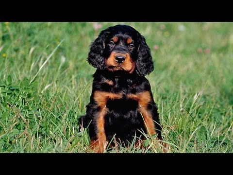 26 Best Photos Gordon Setter Puppies Mn : Gordon Setter Puppies for Sale | Greenfield Puppies