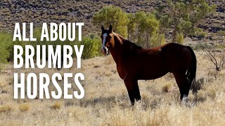 Brumby Horses: All About Australia’s Feral Horses