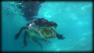 Swimming With Alligators 01 - Ojatro Behind The Scene