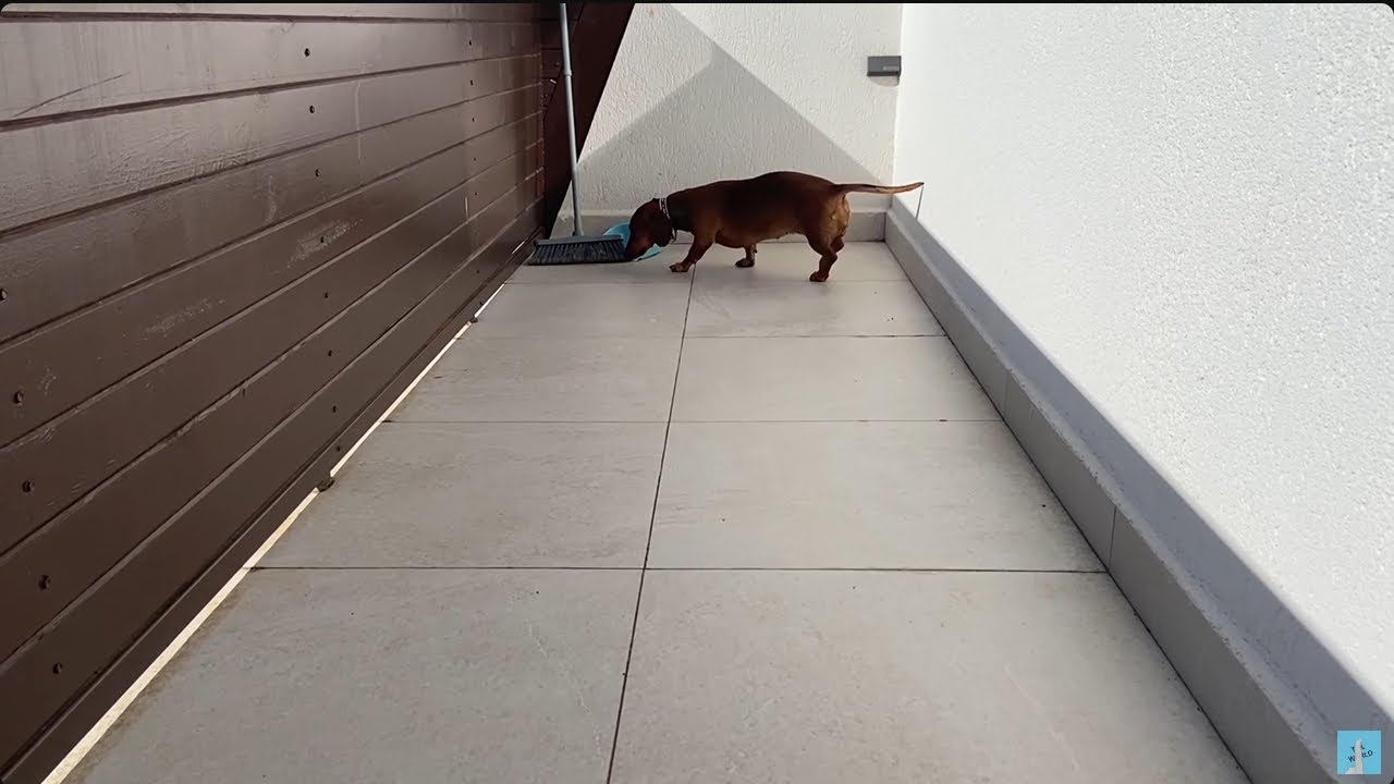 Dachshund is looking for food on the balcony - YouTube