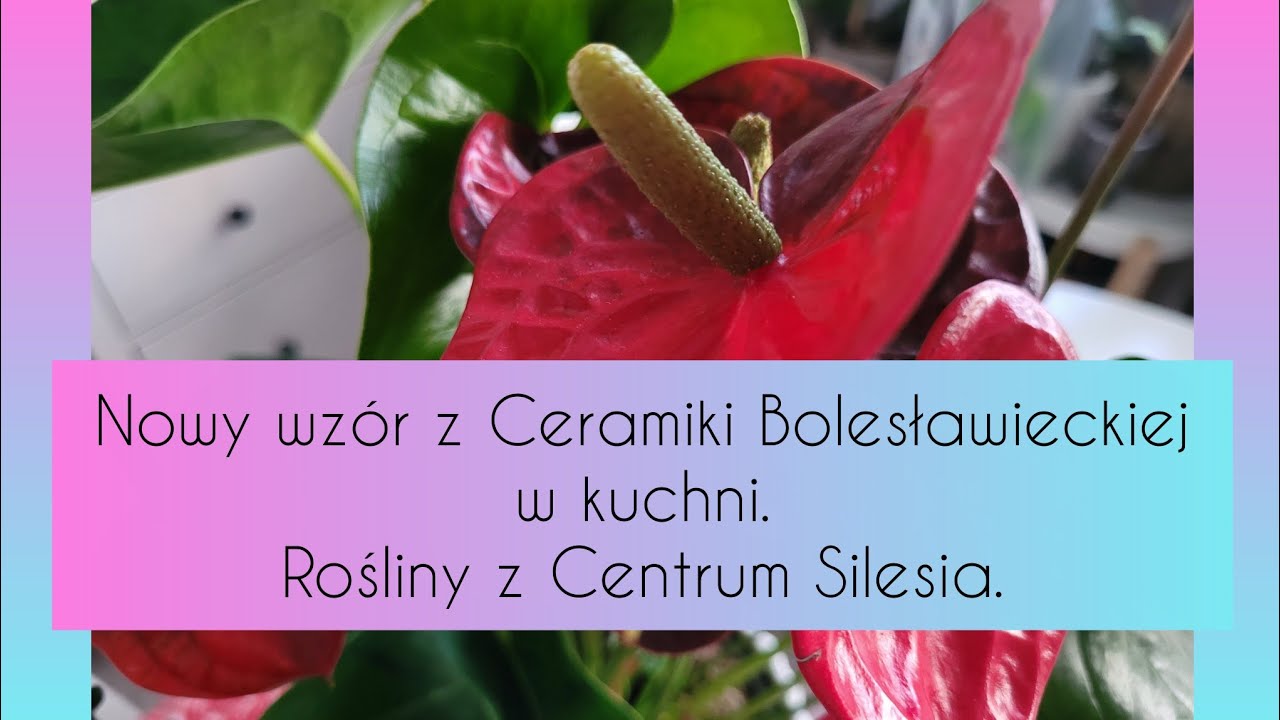 Storczyki z Centrum Silesia. Nowy wzór ceramiki bolesławieckiej. Urodzinowa roślina.12.25.02.