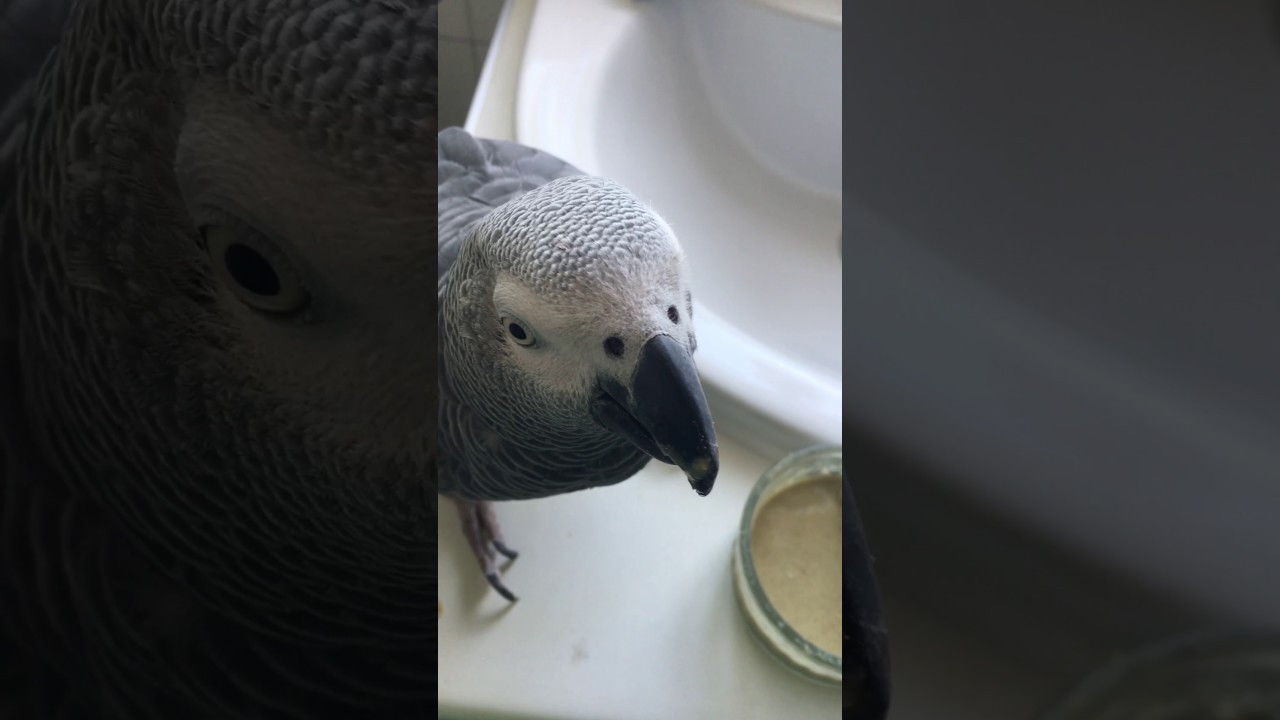 How to feed a sick Congo African grey YouTube