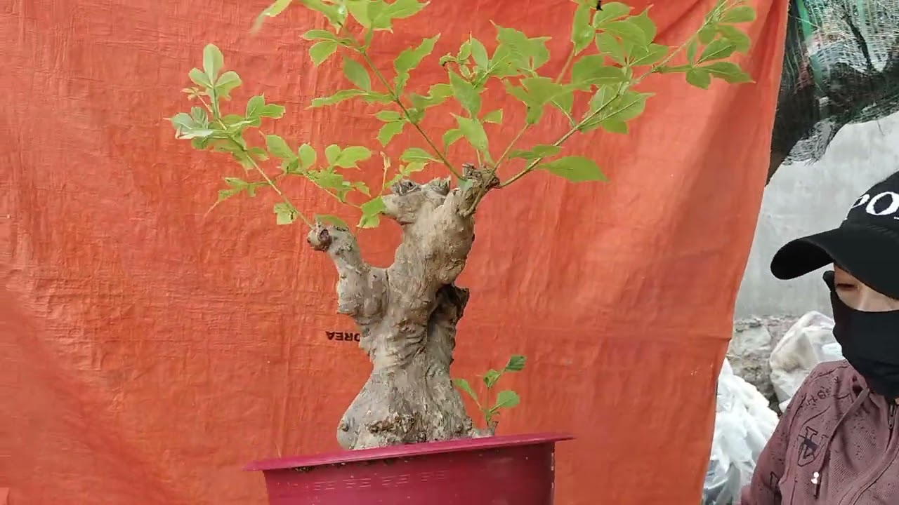 M893 phôi bìn lin lũa thép sống khỏe 400k lh 0784005295 khiêm