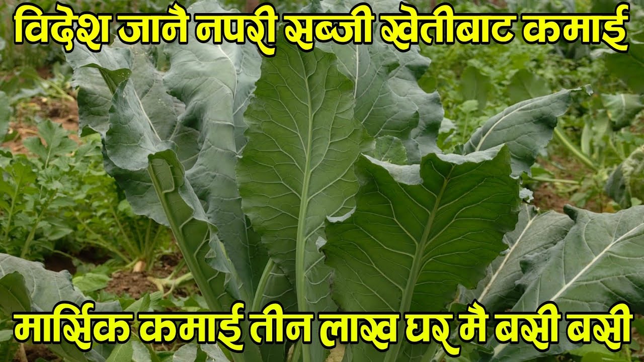 मार्सीक आम्दानी ३ लाख कमाउँदै विदेश जाने नपरी सब्जी खेती बात घर मै बसी बसी ।। 