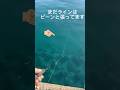 ラインに集中!!イカの当たりを見逃してる ラインの緩みはイカの予感 #ショート #shortvideo #shorts #エギング #fishing #アオリイカ  #釣り #アウトドア