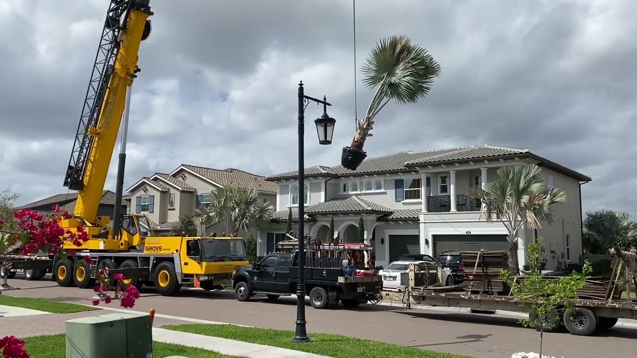 Crane Lifting Tree Over House/Large Tree/Bismarck Palm/Palm Trees