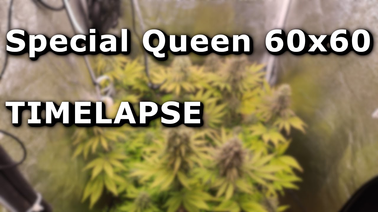 Special Queen, 60x60, Indoor - Timelapse