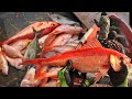 The world's best Deepwater fishing fun and adventurous the best feelings the catch Deepwater snapper