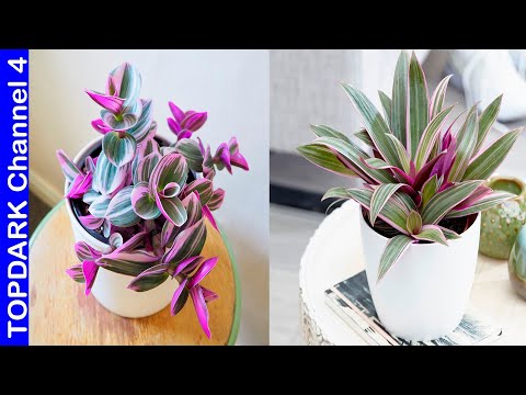 Video: Especies Y Cultivo De Tradescantia