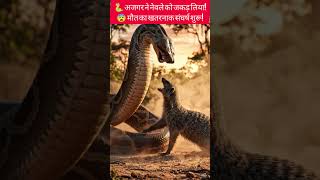 Python vs Mongoose Deadly Fight 🐍🔥 Realistic AI Wildlife Battle. #shorts #wildlife  #viralreelsシ