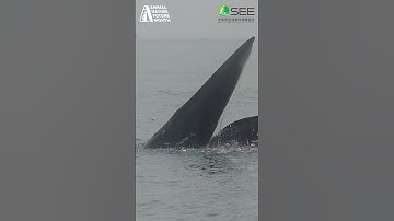 SEE Foundation: Pioneers in Environmental Protection, Animal Nature Future Month 2024.