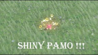SHINY PAMO HUNT!!!