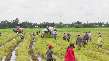 QUAY CẢNH NÔNG DÂN BẮC CHUỘT CÙNG MÁY CẮT LÚA KUBOTA DC93 DC70 QUÁ XÁ LUÔN