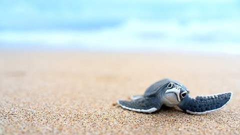 Study Reveals Sea Turtles