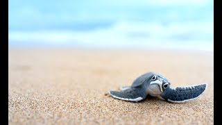Study Reveals Sea Turtles' Dual Magnetic Navigation System