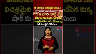 విచిత్రమైన దొంగతనం చేసిన కుక్క షాక్ కు గురైన పోలీసులు | Dog Theft Viral Video | CVR NEWS