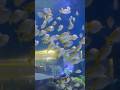 Pmpano ba yan?ang dami #fish #aquarium #shortvideo @alingtinderavlogs