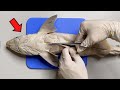 サメの体内はどうなっているの？【サメの解剖】
