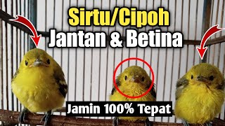 Perbedaan Sirtu Jantan&Betina Anakan jamin 100% Tepat