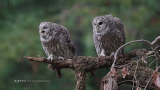 Barred Owl duet