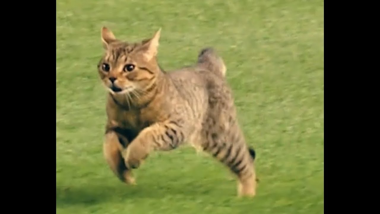 Cat Running At Yankees Game (Tiktok) by @mlb