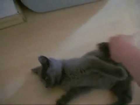 Playful Kitten Mollywoodz