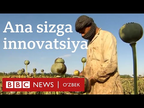 Video: Ko'knori Urug'i Bo'lgan Simitlar