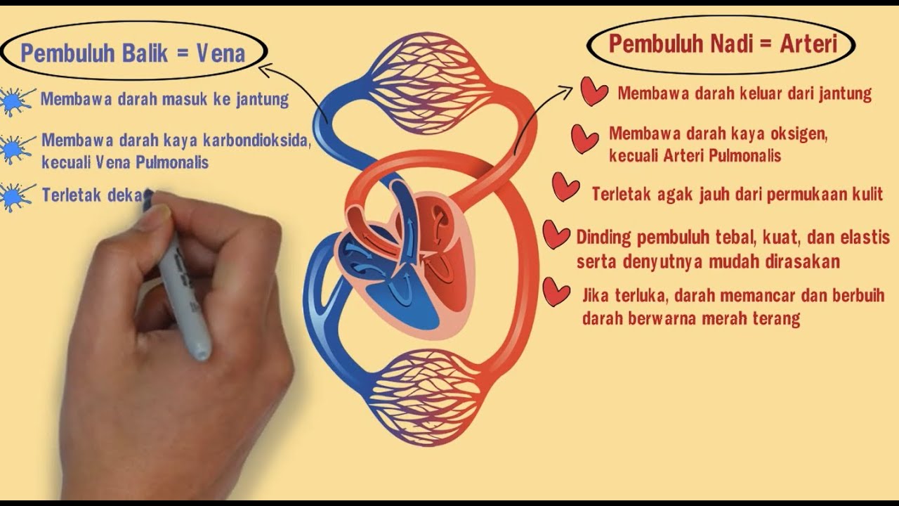 Soal Ipa Sd Materi Peredaran Darah