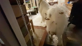 掃除したての部屋に落ち葉だらけで入ったアラン　Great Pyrenees　グレートピレニーズ