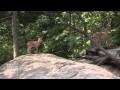 Bronx Zoo&#39;s Markhor